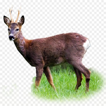 Косуля без фона