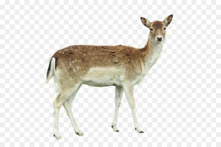 Косуля Сибирская