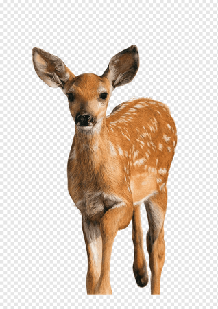 Косуля без фона