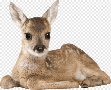Косуля на белом фоне