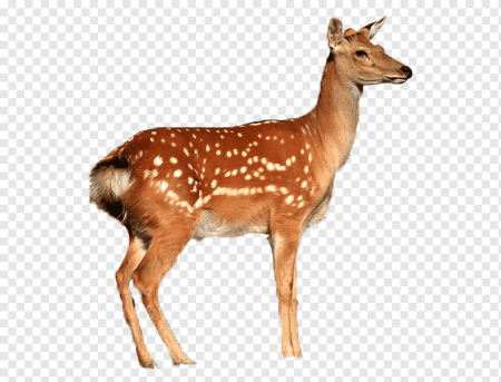 Лань для детей