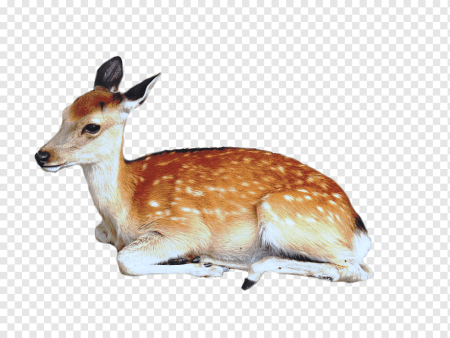 Косуля на белом фоне