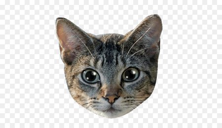 Морда кота