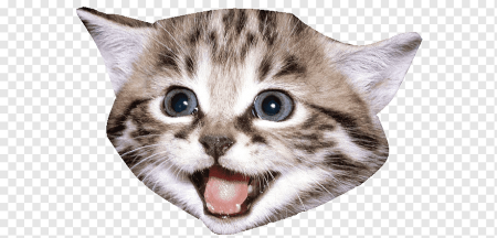 Голова кота