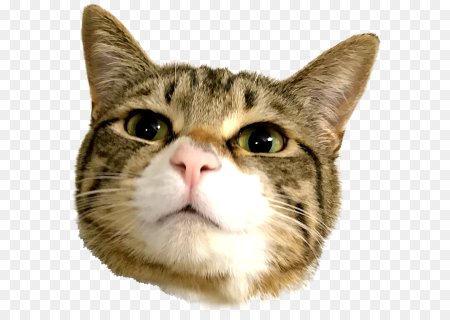 Морда кота