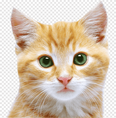 Мордочка котенка