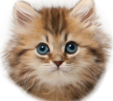 Голова котенка