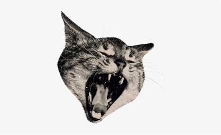 Морда кота на белом фоне