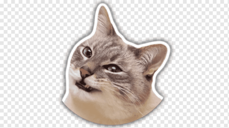 Стикеры коты мемы