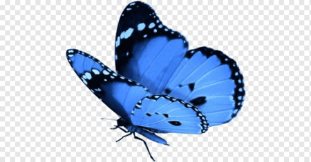 Картинки бабочка синяя без фона (39 фото)