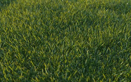 Grass textures 2k