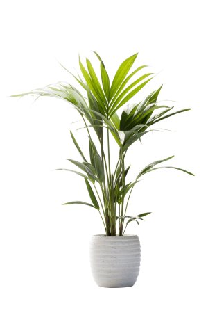 Kentia Palm