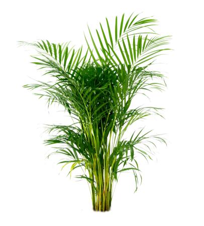Пальма Арека (Arecaceae)