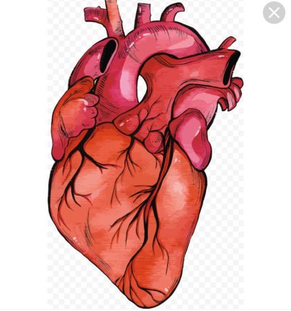 Сердце взрослого человека