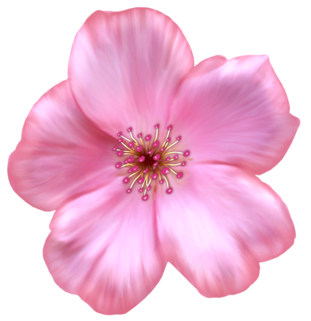 Картинки цветок розовый без фона (47 фото)