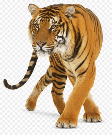 Картинки амурский тигр без фона (40 фото)