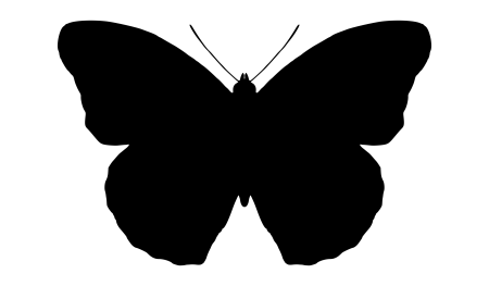 Картинки бабочка чб без фона (50 фото)