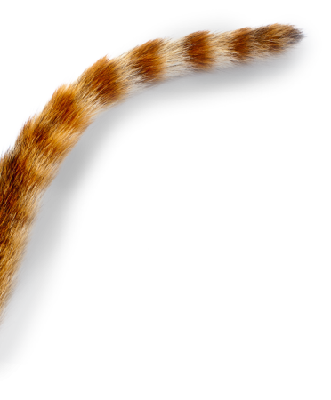 Кот с хвостом