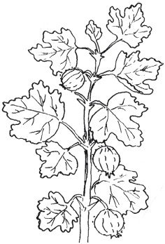 Раскраска кустарник смородина