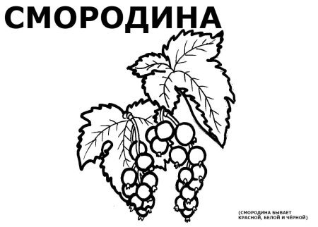 Картинки раскраски смородинка (48 фото)