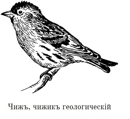 Чиж рисунок