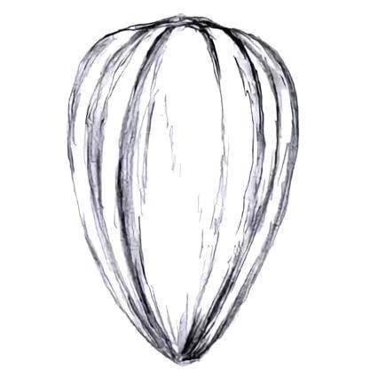 Семечка нарисованная