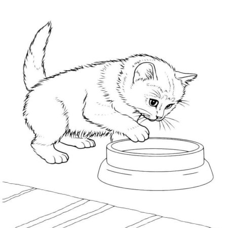 Раскраска кошечка