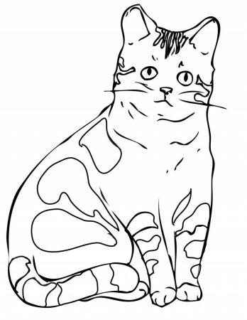 Раскраска домашняя кошка