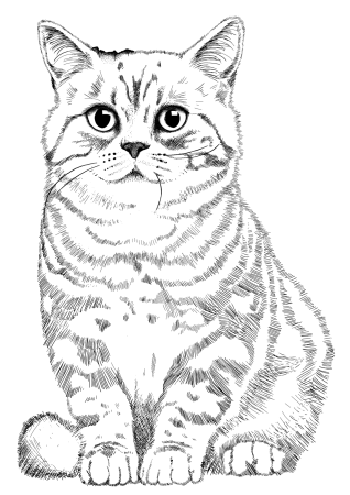Раскраска кот