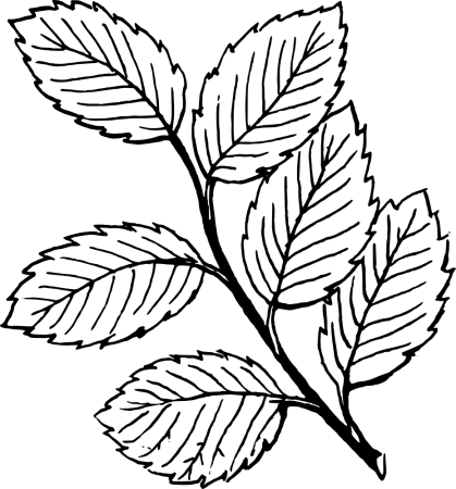 Листья раскраска