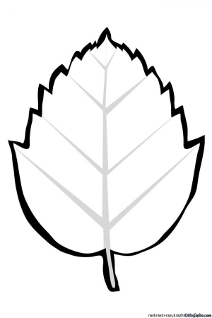 Листья раскраска