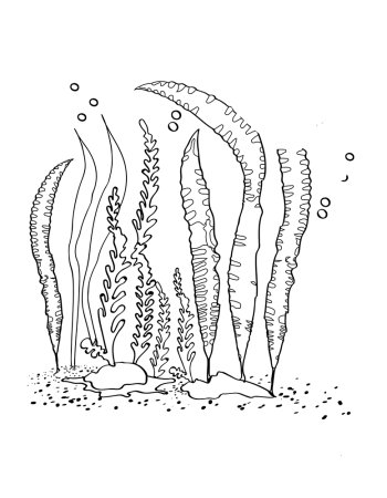Раскраска морские водоросли