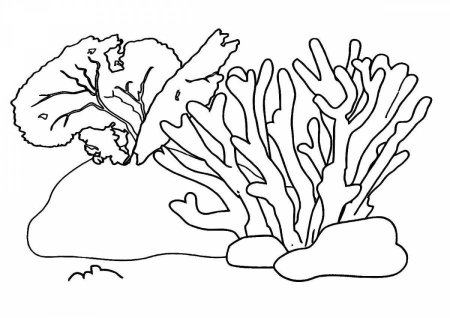 Картинки раскраски водоросли (47 фото)