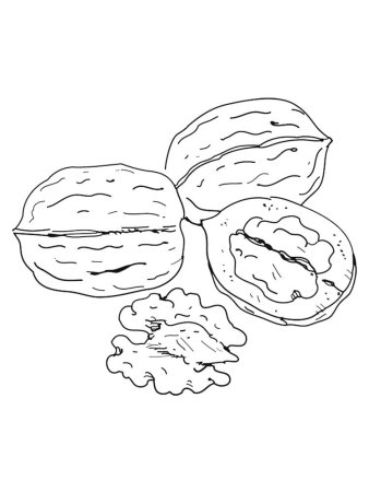 Орех раскраска