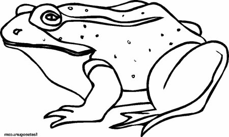 Картинки раскраски жаба (52 фото)