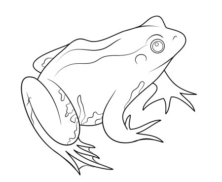 Лягушка раскраска