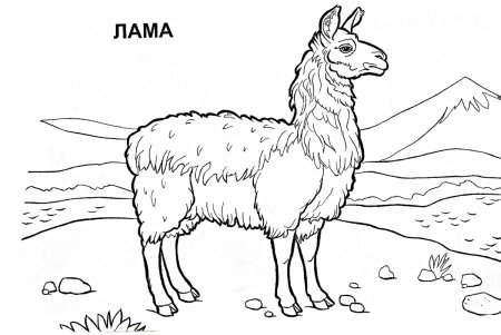 Лама трафарет
