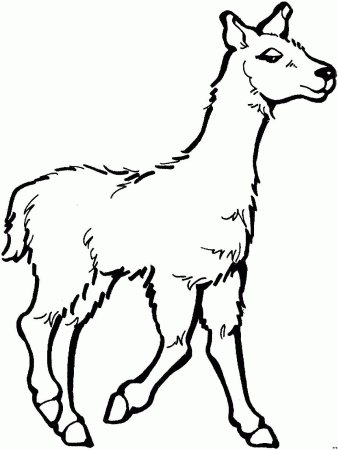 Лама эскиз