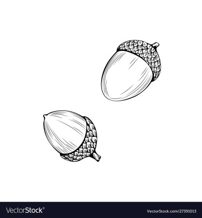 Желудь Графика