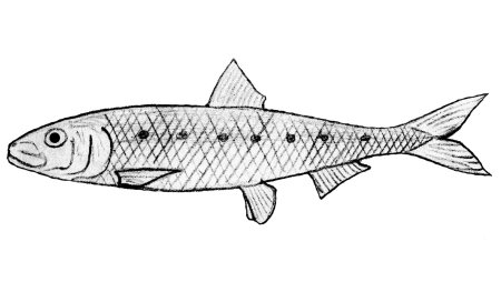 Sardinops sagax