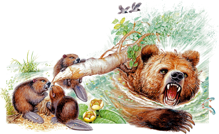 Картинки раскраски паустовский дремучий медведь (55 фото)