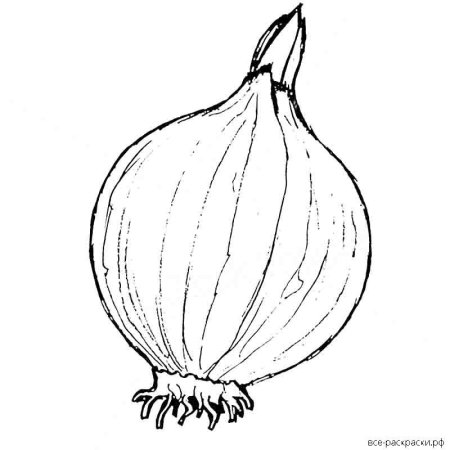 Лук раскраска