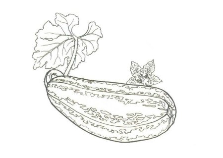 Раскраска овощи кабачок