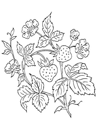 Земляника раскраска
