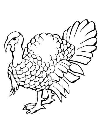Индюк раскраска