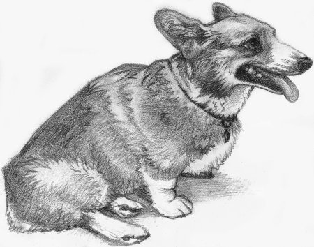 Вельш корги скетч