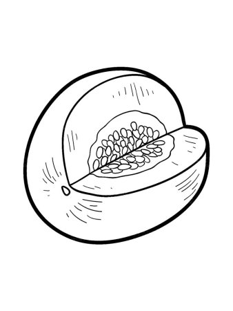 Дыня рисунок
