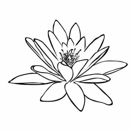 Кувшинка белая (Nymphaea Alba)