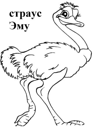 Страус эму для детей
