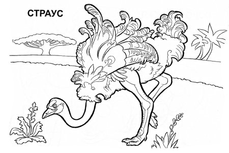 Африканский страус раскраска